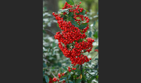 Mittelmeer-Feuerdorn (Pyracantha coccinea)