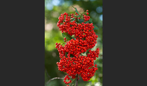 Mittelmeer-Feuerdorn (Pyracantha coccinea)