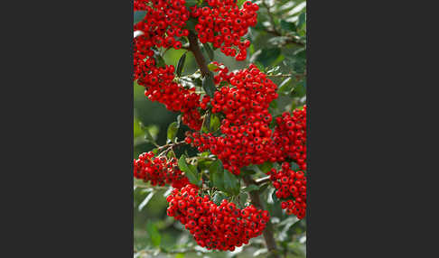 Mittelmeer-Feuerdorn (Pyracantha coccinea)