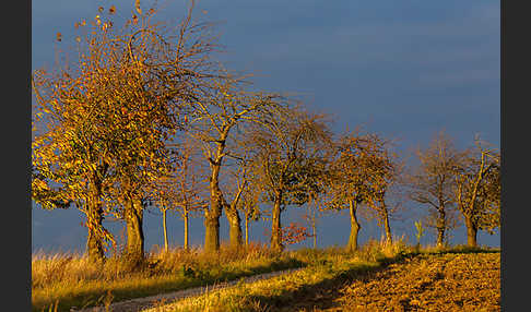 Thüringen (Thuringia)