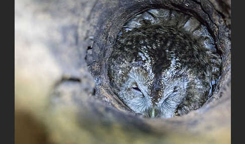 Waldkauz (Strix aluco)