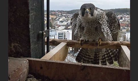 Wanderfalke (Falco peregrinus)