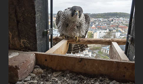 Wanderfalke (Falco peregrinus)