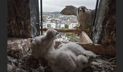 Wanderfalke (Falco peregrinus)