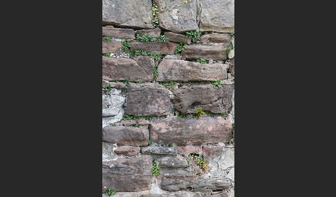 Mauer-Zimbelkraut (Cymbalaria muralis)