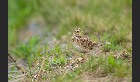 Feldlerche (Alauda arvensis)