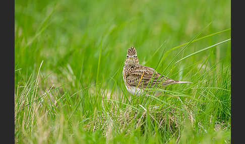 Feldlerche (Alauda arvensis)