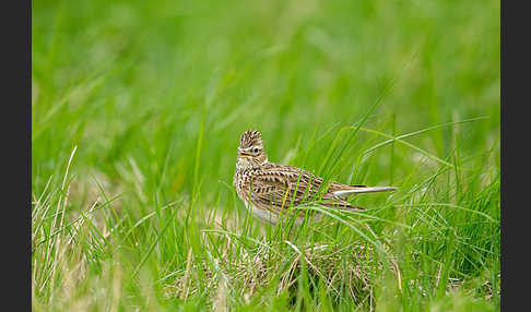 Feldlerche (Alauda arvensis)