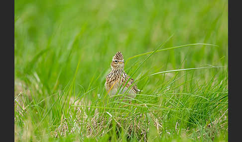 Feldlerche (Alauda arvensis)