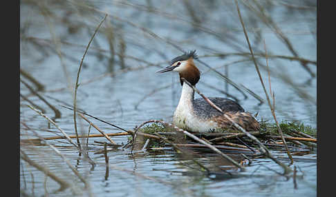 Haubentaucher (Podiceps cristatus)