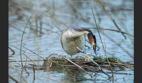 Haubentaucher (Podiceps cristatus)