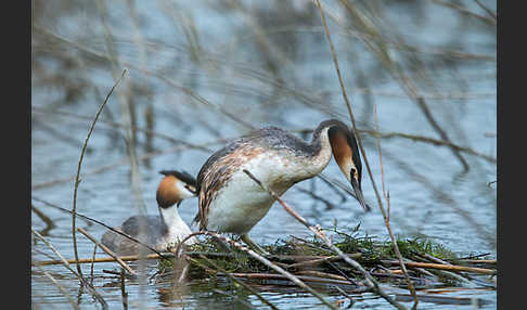 Haubentaucher (Podiceps cristatus)