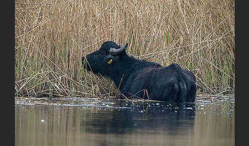 Karpatenbüffel (Bubalus arnee sspec.)