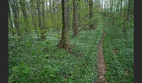 Busch-Windröschen (Anemone nemorosa)