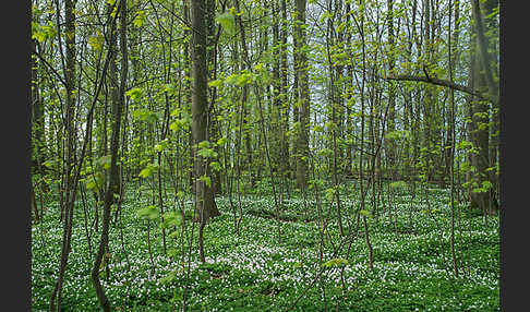 Busch-Windröschen (Anemone nemorosa)