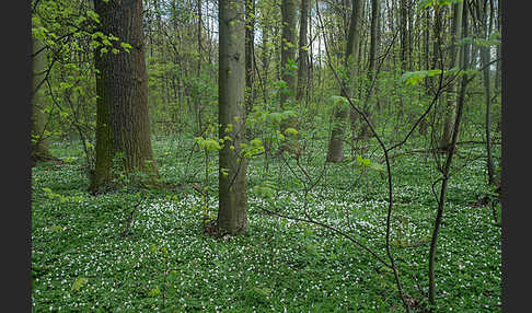 Busch-Windröschen (Anemone nemorosa)