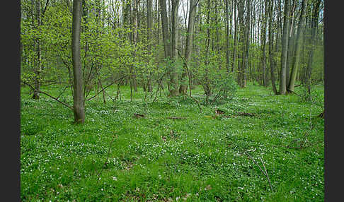 Busch-Windröschen (Anemone nemorosa)