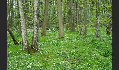 Busch-Windröschen (Anemone nemorosa)