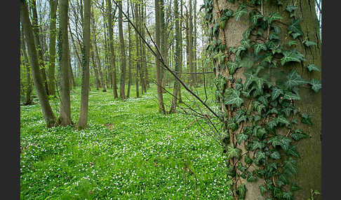 Busch-Windröschen (Anemone nemorosa)