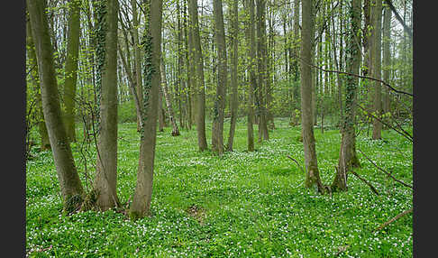 Busch-Windröschen (Anemone nemorosa)