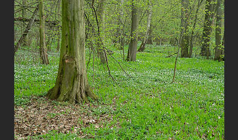 Busch-Windröschen (Anemone nemorosa)