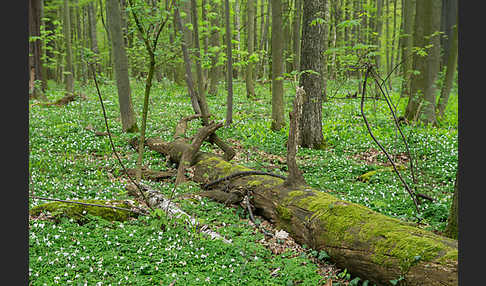 Busch-Windröschen (Anemone nemorosa)