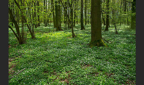 Busch-Windröschen (Anemone nemorosa)