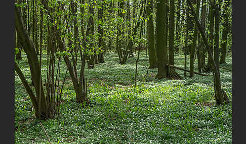 Busch-Windröschen (Anemone nemorosa)