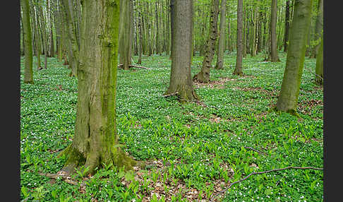 Busch-Windröschen (Anemone nemorosa)