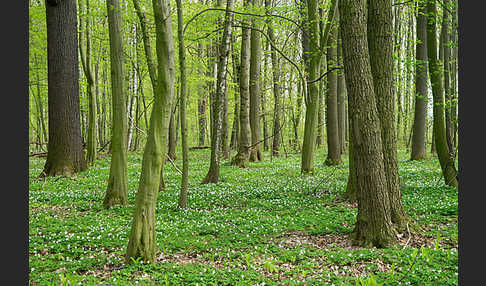 Busch-Windröschen (Anemone nemorosa)