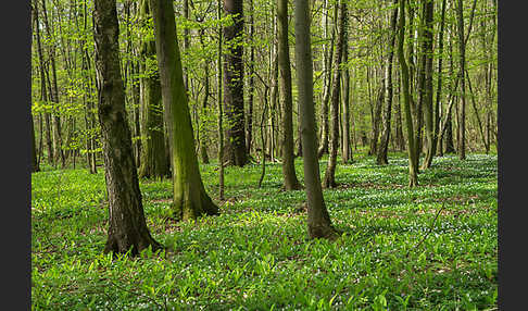 Busch-Windröschen (Anemone nemorosa)