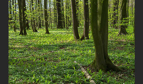 Busch-Windröschen (Anemone nemorosa)