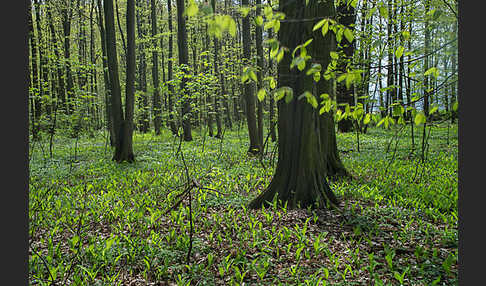 Busch-Windröschen (Anemone nemorosa)