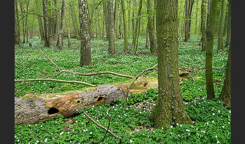 Busch-Windröschen (Anemone nemorosa)