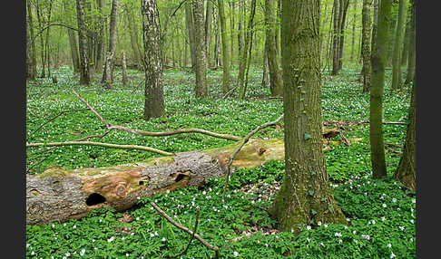 Busch-Windröschen (Anemone nemorosa)