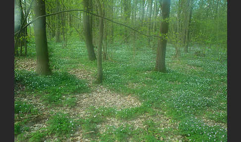 Busch-Windröschen (Anemone nemorosa)