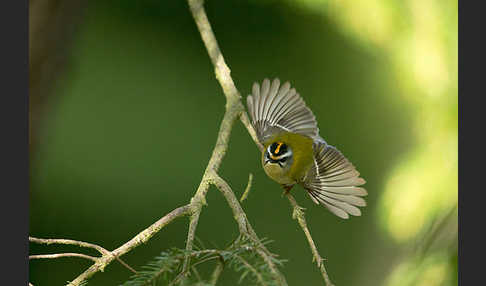 Sommergoldhähnchen (Regulus ignicapillus)