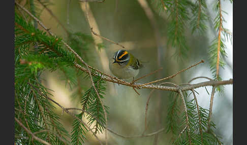 Sommergoldhähnchen (Regulus ignicapillus)