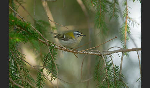 Sommergoldhähnchen (Regulus ignicapillus)