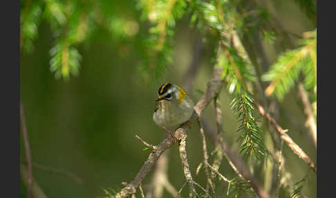 Sommergoldhähnchen (Regulus ignicapillus)