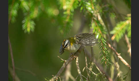 Sommergoldhähnchen (Regulus ignicapillus)