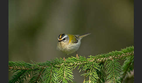 Sommergoldhähnchen (Regulus ignicapillus)