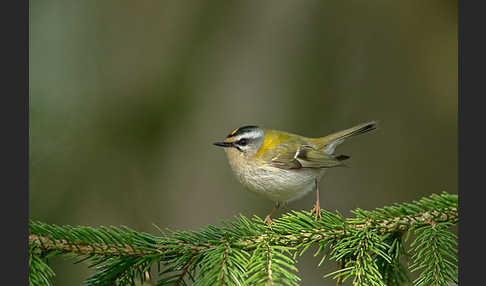 Sommergoldhähnchen (Regulus ignicapillus)