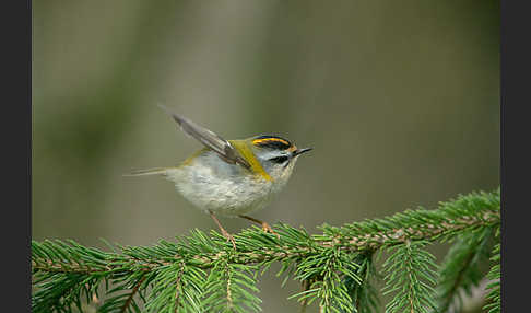 Sommergoldhähnchen (Regulus ignicapillus)