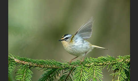 Sommergoldhähnchen (Regulus ignicapillus)