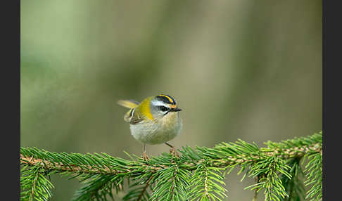 Sommergoldhähnchen (Regulus ignicapillus)