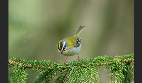 Sommergoldhähnchen (Regulus ignicapillus)