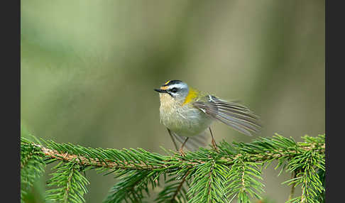 Sommergoldhähnchen (Regulus ignicapillus)