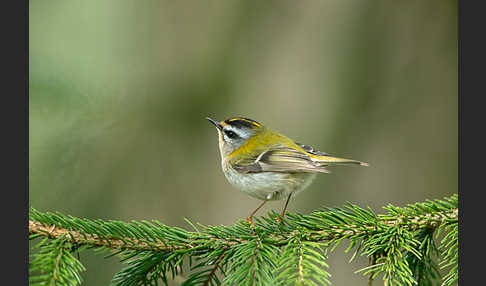 Sommergoldhähnchen (Regulus ignicapillus)