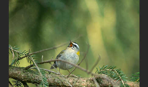 Sommergoldhähnchen (Regulus ignicapillus)